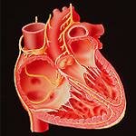 Сердце в разрезе анатомия