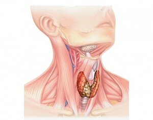 Тахикардия при заболевании щитовидной железы