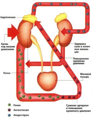 История болезней артериальная гипертензия