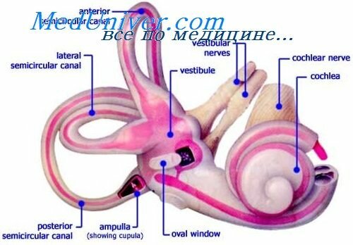 Атеросклероз сосудов уха