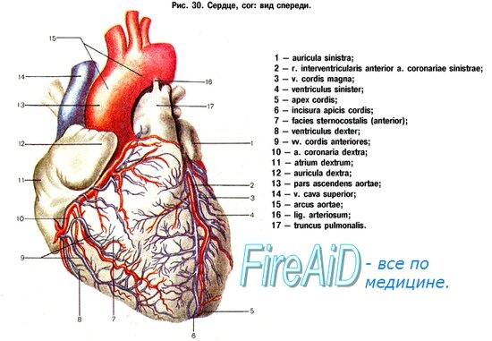 Сердце картинки анатомия
