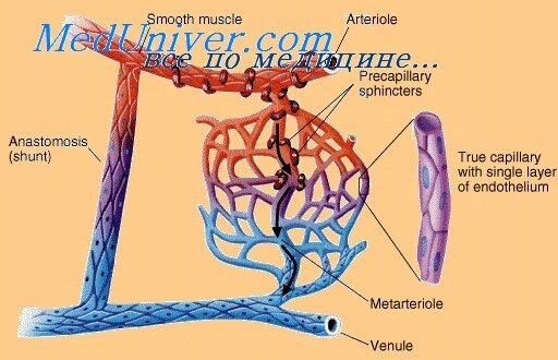 Патогенез артериальной гипертензии схема