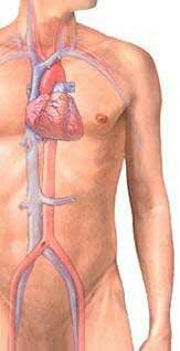 Анатомия сердце человека