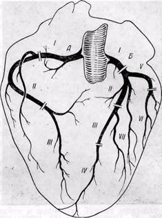 Анатомия коронарных артерий сердца