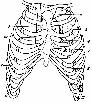 Анатомия и топография сердца