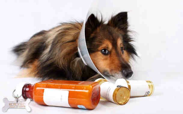 Аритмия у собак лечение