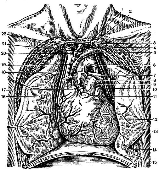 Топографическая анатомия сердца