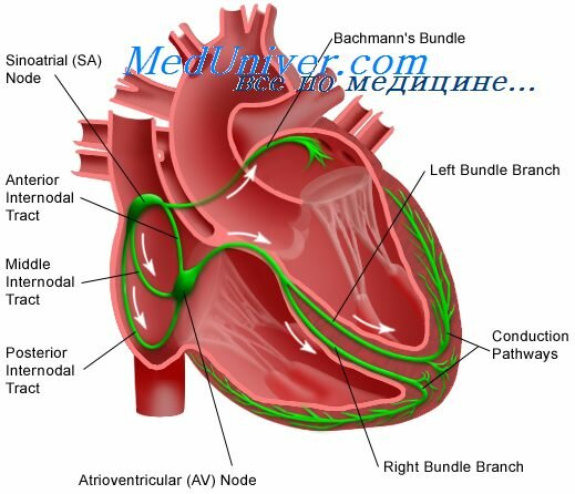 Проводящая система сердца физиология