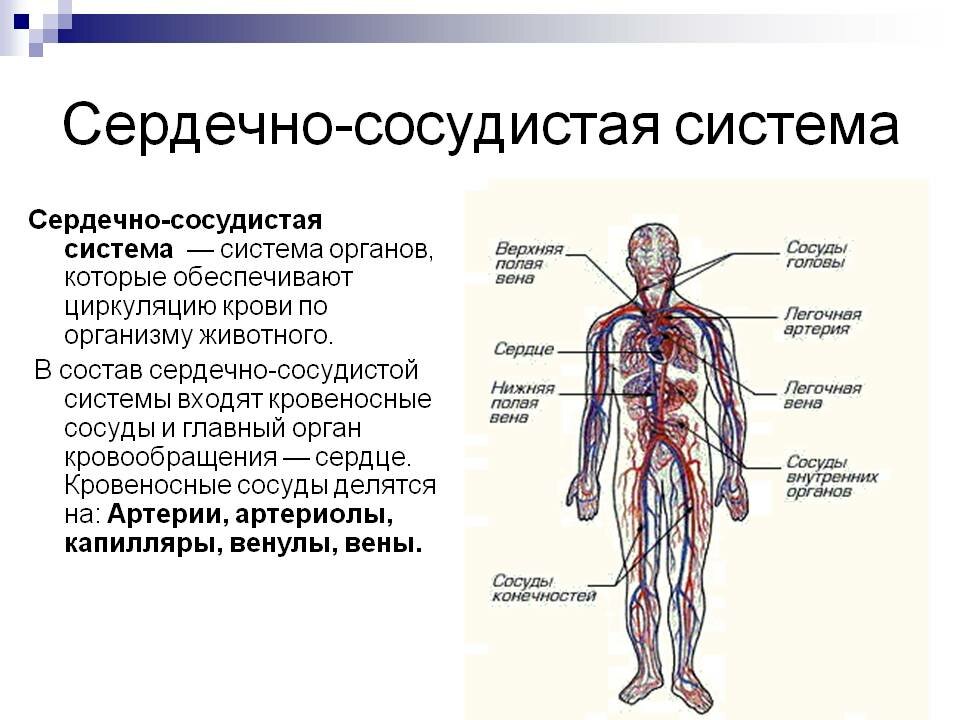 Сердечно сосудистая система человека анатомия