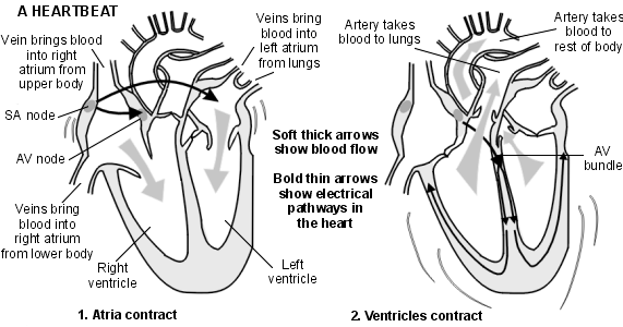 Анатомия сердца и сосудов