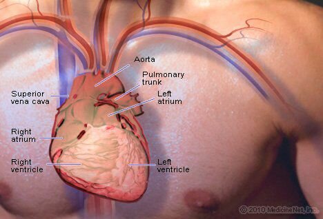 Болезнь сердца (сердечно-сосудистые заболевания, сердечно-сосудистые заболевания)