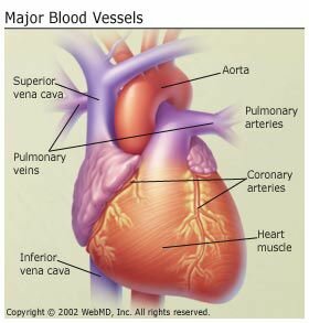 Анатомия и кровообращение сердца