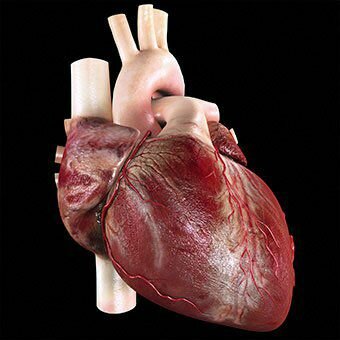 12 Симптомы, стадии, причины и продолжительность жизни при застойной сердечной недостаточности (ЗСН)