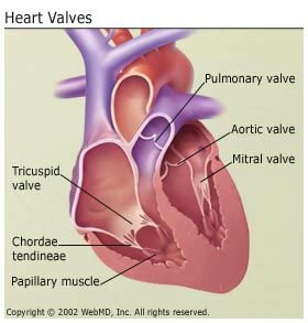 Болезнь сердца: типы, причины и симптомы