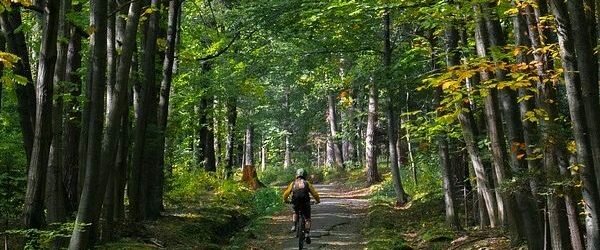 поездка на велосипеде в лесу